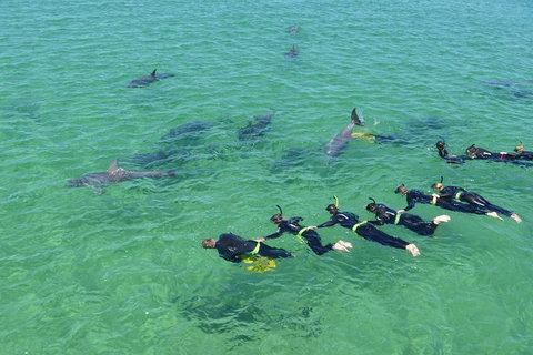 Swim With Dolphins Day Trip From Perth - Attractions Perth 1