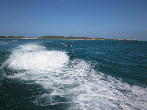 Swim With Dolphins Day Trip From Perth - Attractions Perth 4