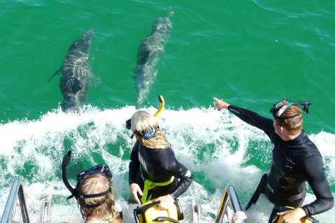 Swim With Dolphins Day Trip From Perth - Attractions Perth 8