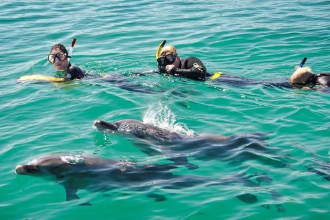 Swim With Dolphins Day Trip From Perth - Attractions Perth 5