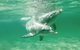 Swim With Dolphins Day Trip From Perth - thumb 10