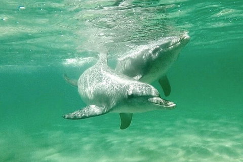 Swim With Dolphins Day Trip From Perth - Attractions Perth 10
