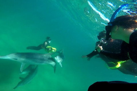 Swim With Dolphins Day Trip From Perth - Attractions Perth 9