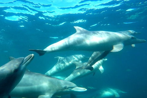 Swim With Dolphins Day Trip From Perth - Attractions Perth 7