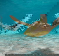 Turtle Eco Adventure Tour in Exmouth - Attractions Perth