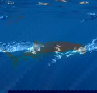Private Whale Shark or Humpback Whale Swimming Tour - Attractions Perth