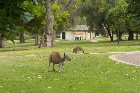 The #1 Pinnacles Desert, Yanchep National Park & Sand-Boarding Tour - Attractions Perth 1