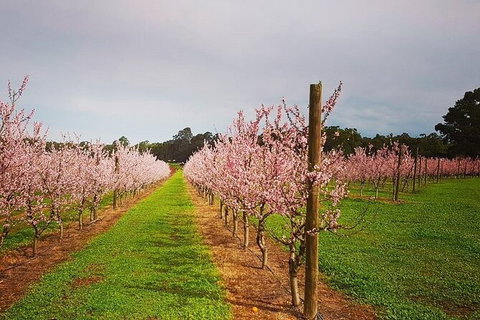Small-Group Bickley Valley Wine Tour - Attractions Perth 11