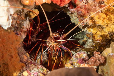 Discover Local Scuba Diving In Perth - Attractions Perth 1
