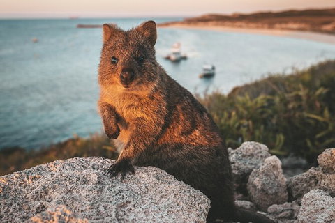 Rottnest Island Roundtrip Fast Ferry From Hillarys Boat Harbour - Attractions Perth 5