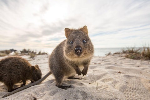 Rottnest Bayseeker Bus Tour From Hillarys Boat Harbour - Attractions Perth 5