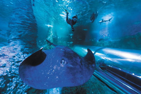 Snorkel With Sharks At AQWA - Attractions Perth 1