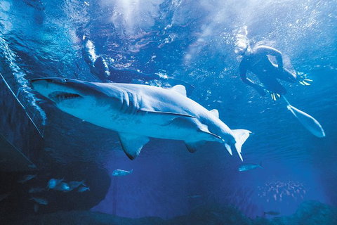 Snorkel With Sharks At AQWA - Attractions Perth 0