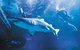 Snorkel With Sharks At AQWA - thumb 2
