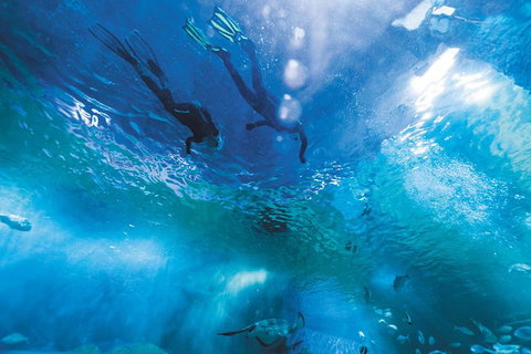 Snorkel With Sharks At AQWA - Attractions Perth 8