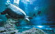Snorkel With Sharks At AQWA - thumb 6
