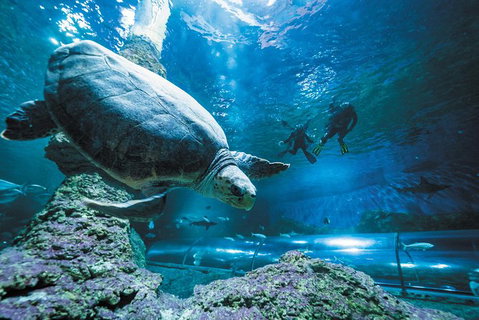 Snorkel With Sharks At AQWA - Attractions Perth 6