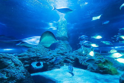 Snorkel With Sharks At AQWA - Attractions Perth 4