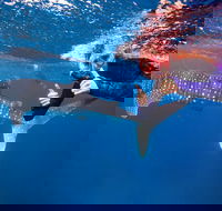 Swim with Whale Sharks- the largest fish in the world - Attractions Perth