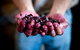 Cape Mentelle Behind The Scenes Tour - thumb 7