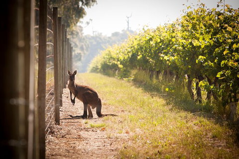 Cape Mentelle Behind The Scenes Tour - Attractions Perth 4