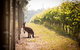 Cape Mentelle Behind The Scenes Tour With Food & Wine Pairing - thumb 4