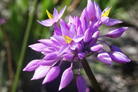 Big Perth (Private) Day Tour - Attractions Perth 16