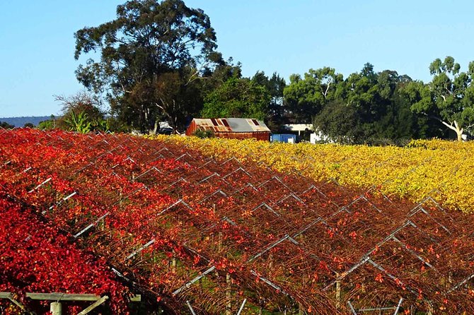 Swan Valley Wine Time Private Day Tour Perth