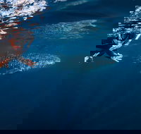 Deluxe WhaleShark Swim Tour on the Ningaloo Reef from Exmouth - Attractions Perth