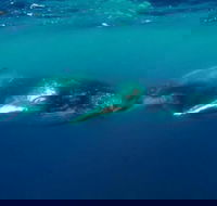 Humpback Whale Swim Tour - Attractions Perth