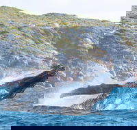 Jet Boat Whale Watching Safari from Dunsborough - Attractions Perth