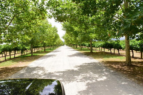 Private Swan Valley Tour By Luxury Vehicle From Perth - Attractions Perth 27