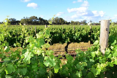 Private Swan Valley Tour By Luxury Vehicle From Perth - Attractions Perth 39