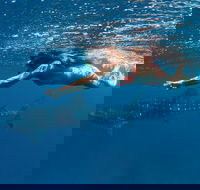 Swim with Whale Sharks - Ningaloo Reef - 3 Islands Whale Shark Dive - Attractions Perth