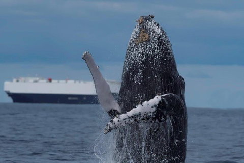 Perth Whale-Watching Cruise From Hillarys Boat Harbour - Attractions Perth 1