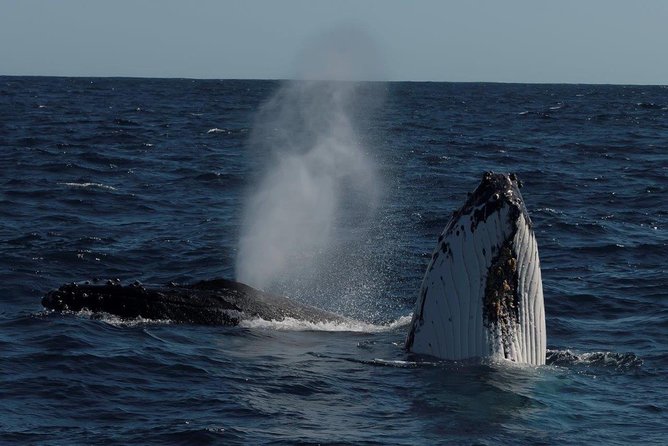 Perth Whale-Watching Cruise from Hillarys Boat Harbour Perth