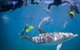 Swim With Wild Dolphins - thumb 0