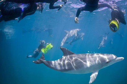 Swim With Wild Dolphins - Attractions Perth 0