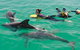 Swim With Wild Dolphins - thumb 4