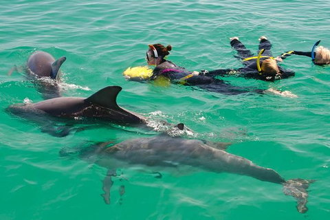 Swim With Wild Dolphins - Attractions Perth 4