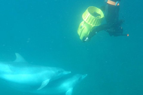 Swim With Wild Dolphins - Attractions Perth 3