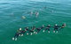 Swim With Wild Dolphins - thumb 7