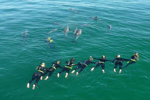 Swim With Wild Dolphins - Attractions Perth 7