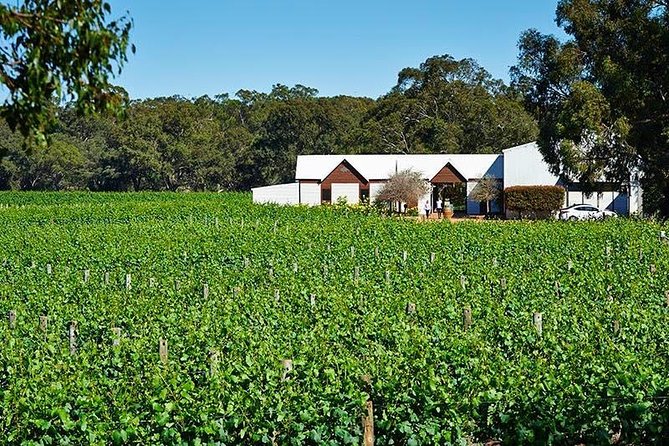 Upper Reach Winery Swan Valley Winery and Vineyard Tour Perth