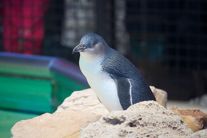 Full-Day Penguin Island  Mandurah Canal Cruise Perth