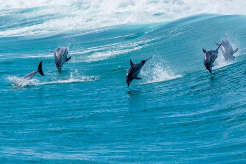 Full-Day Busselton Jetty, Train Ride & Dophin Discovery - Attractions Perth 1