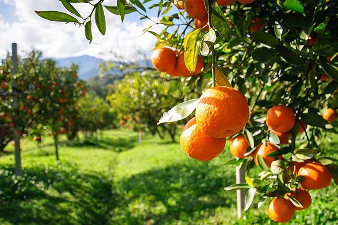 Full-Day Swan Valley Wildlife Park Winery  Fruit Orchard Perth