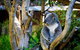 Full-Day Swan Valley, Wildlife Park, Winery & Fruit Orchard - thumb 1