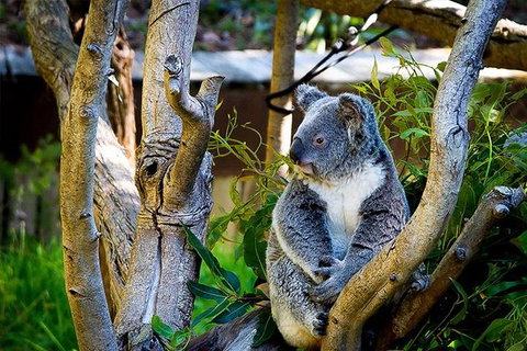 Full-Day Swan Valley, Wildlife Park, Winery & Fruit Orchard - Attractions Perth 1