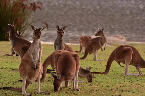 Half-Day Swan Valley & Wildlife Park Tour - Attractions Perth 1
